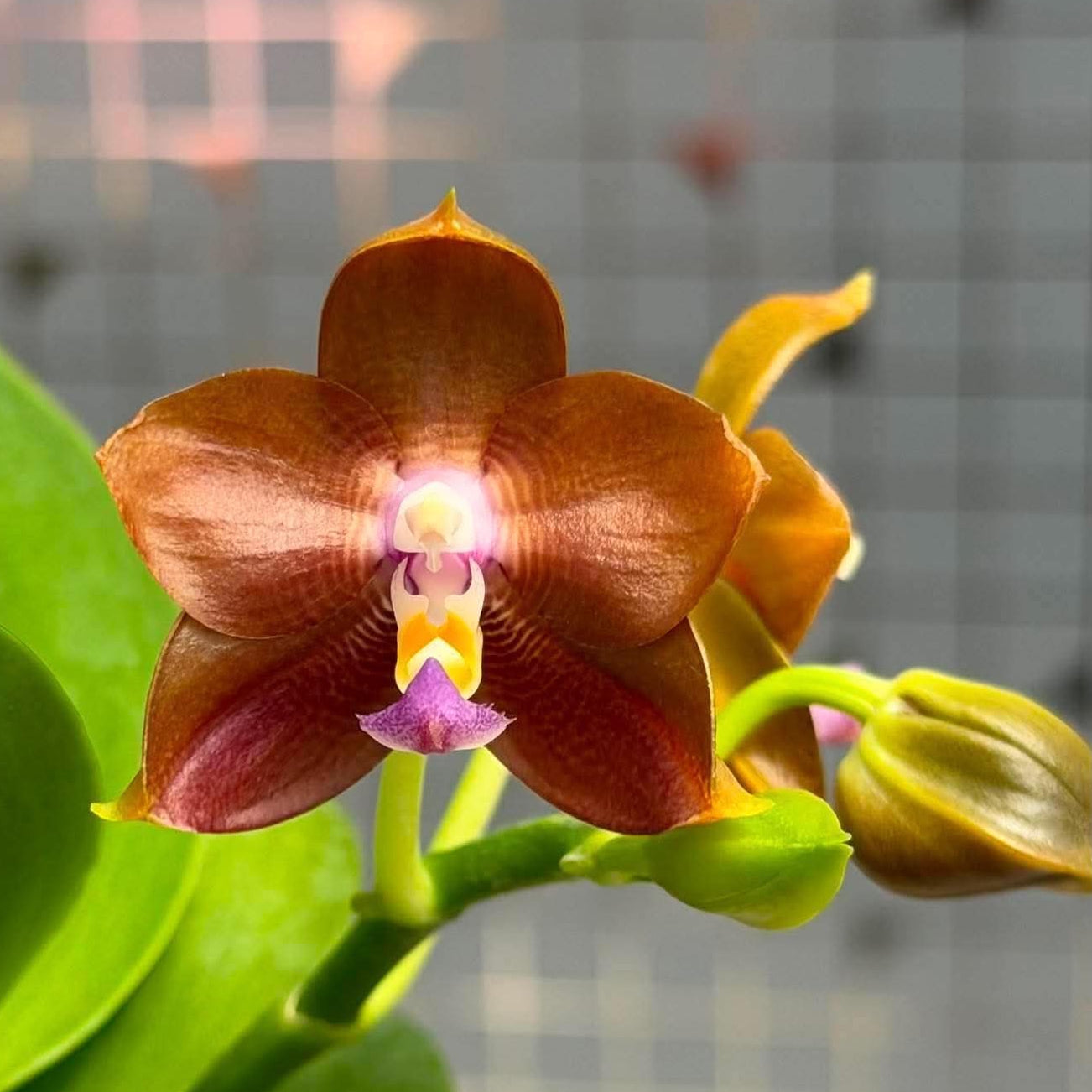 A close-up of a brown and purple Phalaenopsis orchid flower with green leaves, set against a blurred gray tiled background.