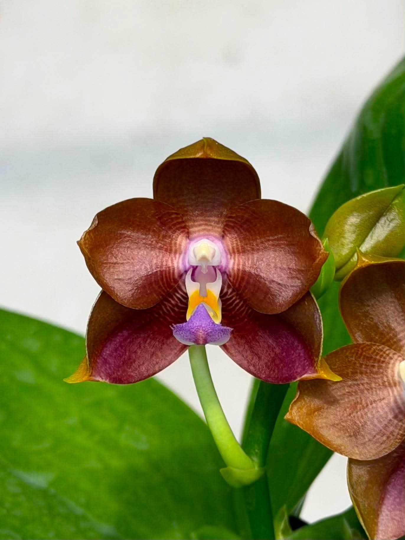 MCL243 Phalaenopsis Mituo Hsien 'Golden Pumpkin'
