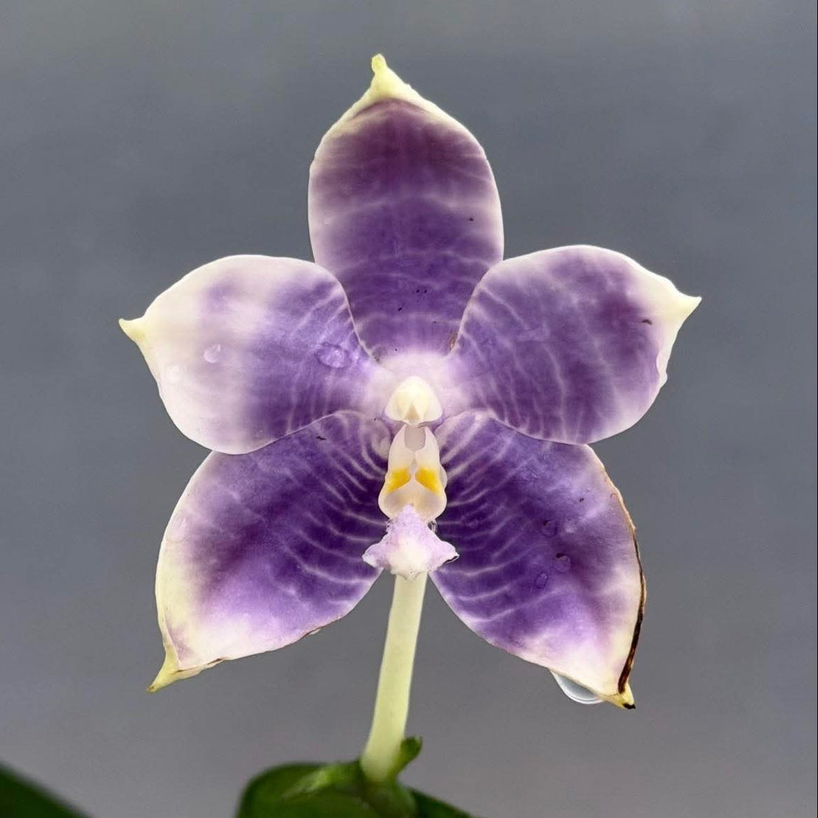 A single purple and white striped Phalaenopsis orchid flower with a yellow center, shown in profile with green leaves against a soft gray background.