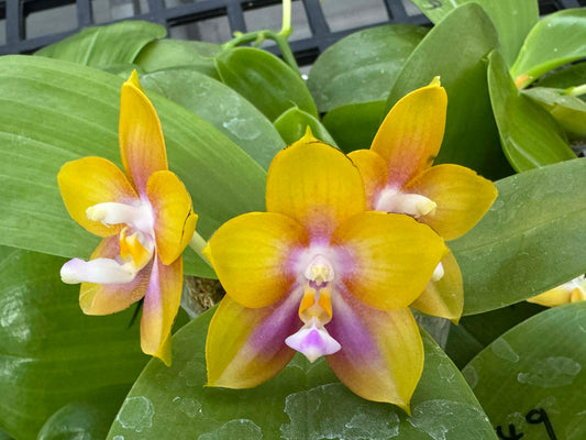 Phalaenopsis Mituo Double Gelb Eagle 'Yellow Peach'