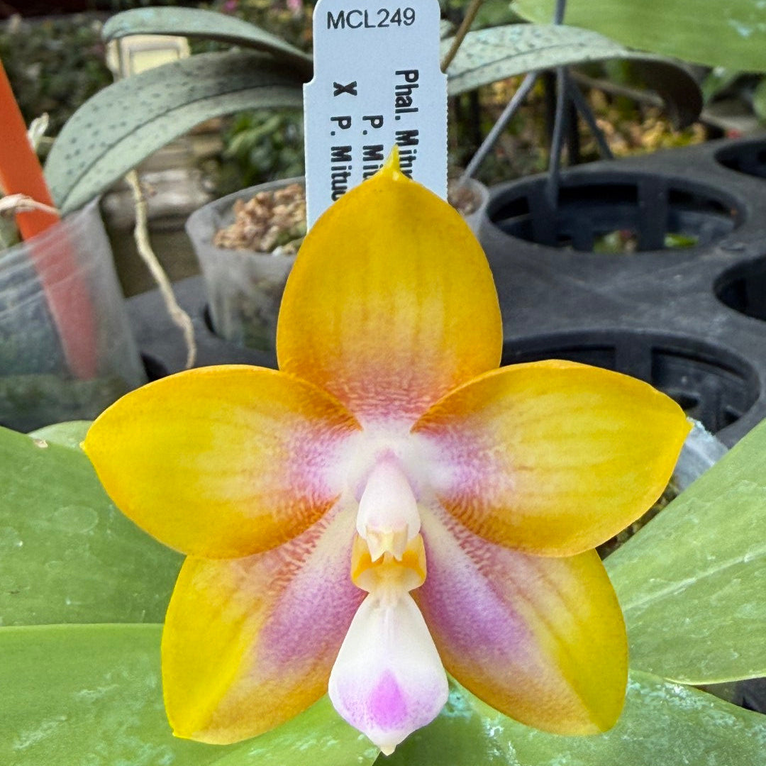 Phalaenopsis Mituo Double Gelb Eagle 'Yellow Peach' Flowering