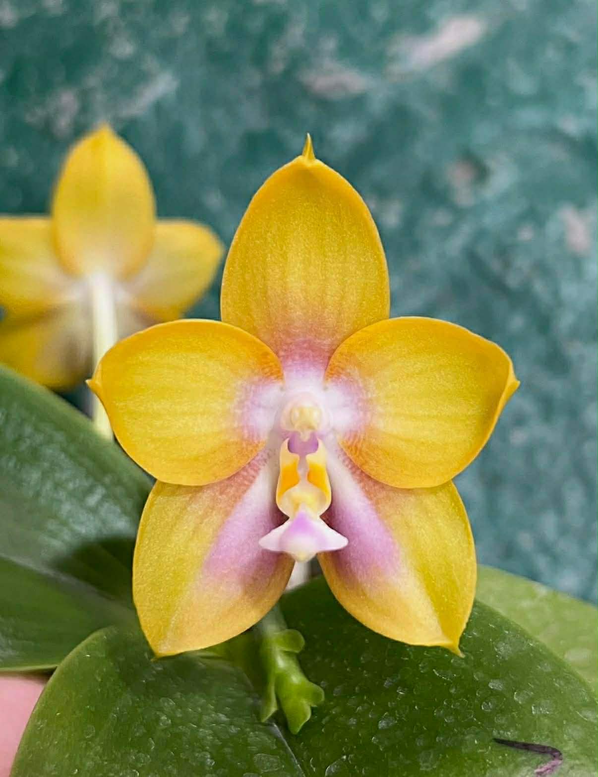 Phalaenopsis Mituo Double Gelb Eagle 'Yellow Peach'