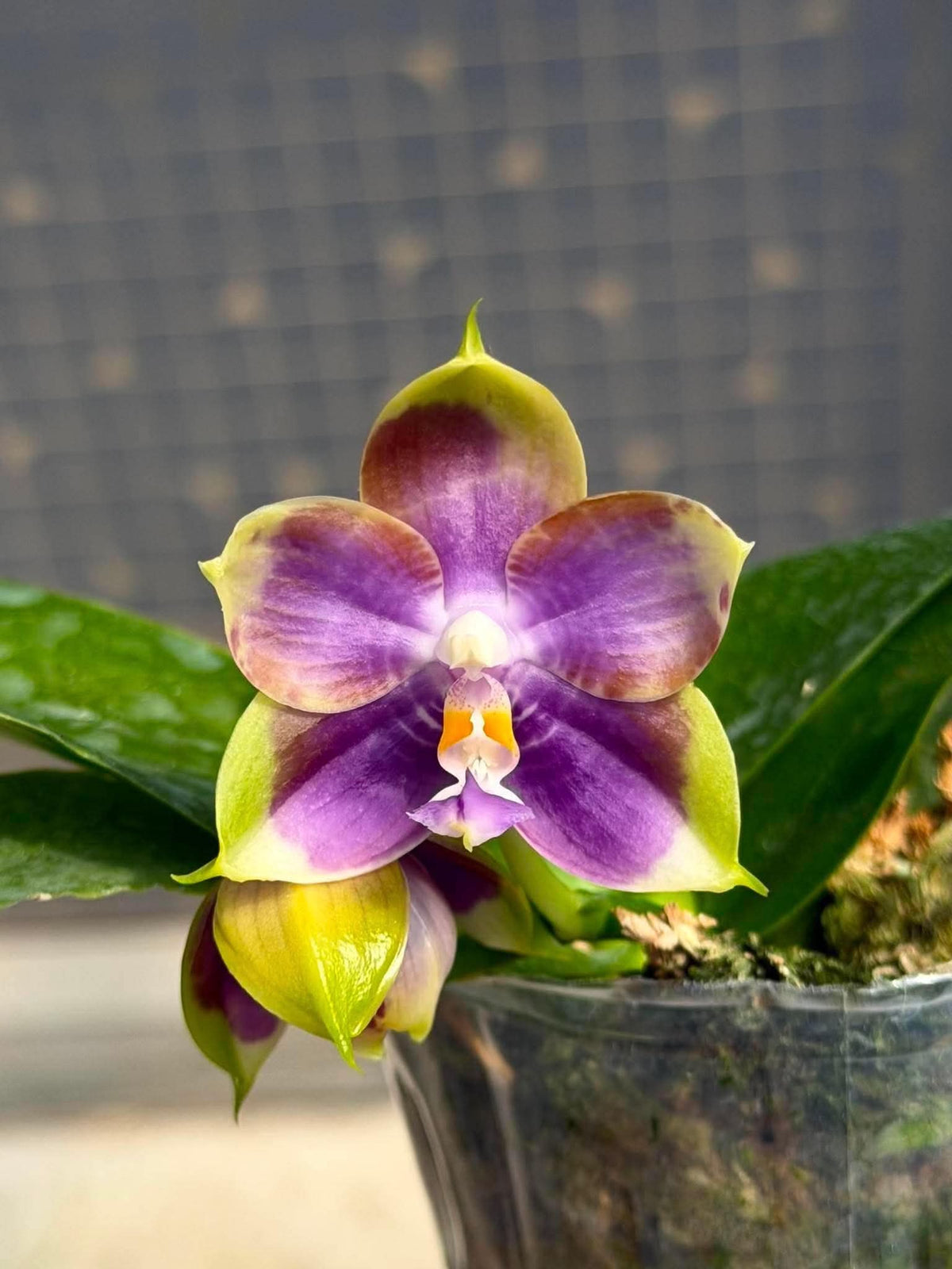 MCL256 Phalaenopsis Mituo Blue Cat 'Colored Glaze'