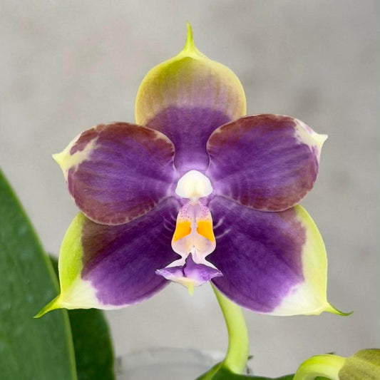 MCL256 Phalaenopsis Mituo Blue Cat 'Colored Glaze'