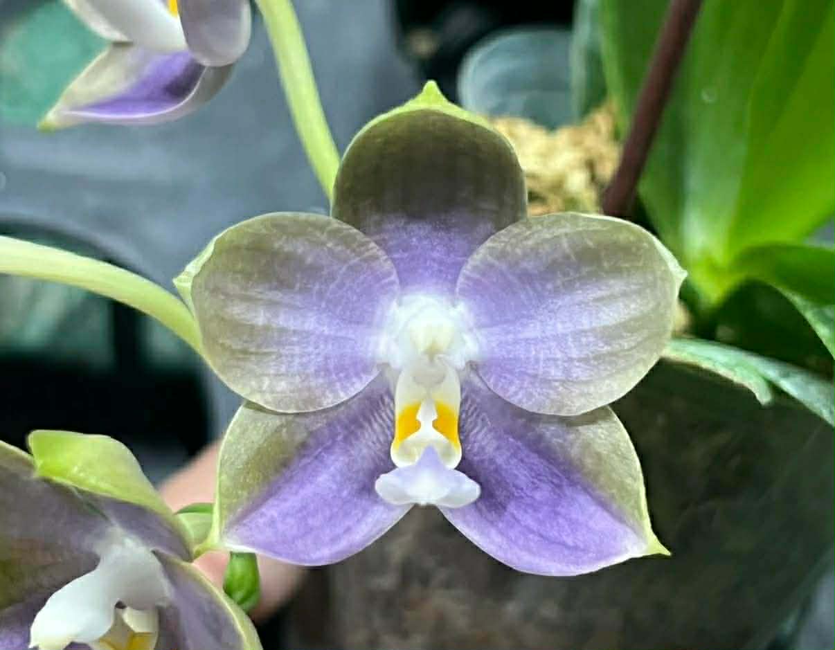 Phalaenopsis Mituo Blue Cat 'Azure Mushroom'