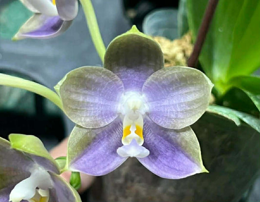 Phalaenopsis Mituo Blue Cat 'Azure Mushroom'