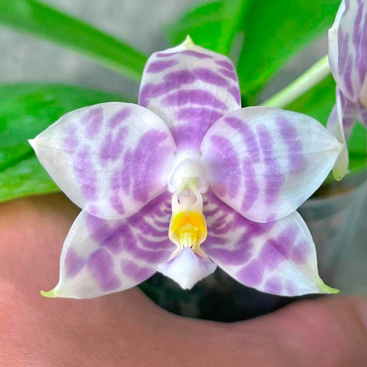 A close-up of a purple and white patterned orchid flower held in a person's hand, with green leaves and a gray background visible behind it.
