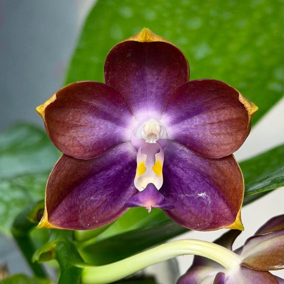 MCL302 Phalaenopsis Mituo Blue Cat 'Blue Balloon'