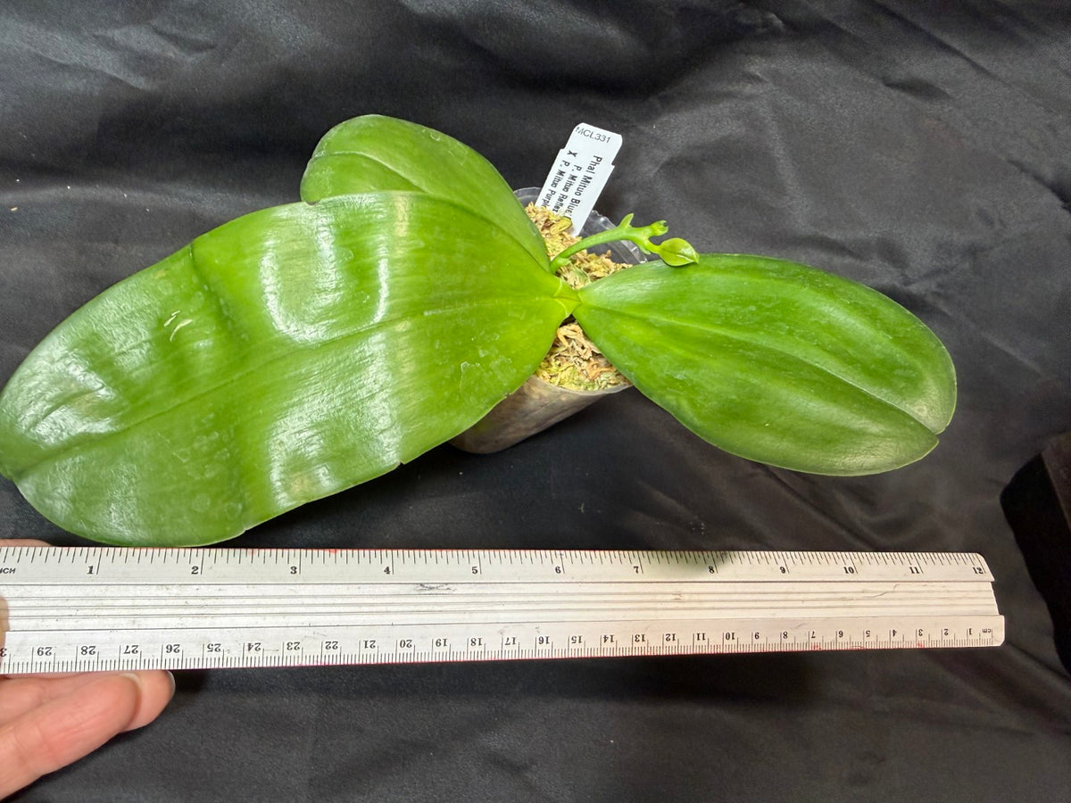 MCL331 Phalaenopsis Mituo Blue Cat 'Gengar' Budding