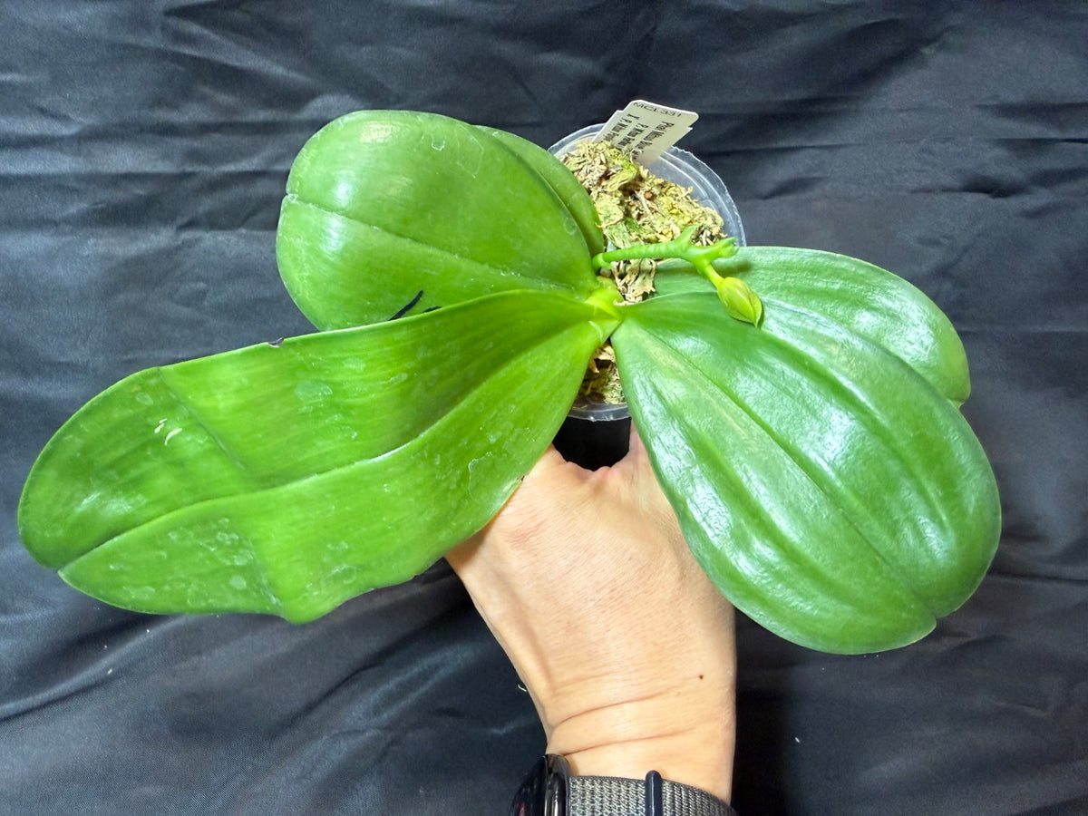 MCL331 Phalaenopsis Mituo Blue Cat 'Gengar' Budding