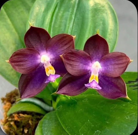 MCL331 Phalaenopsis Mituo Blue Cat 'Gengar' Budding