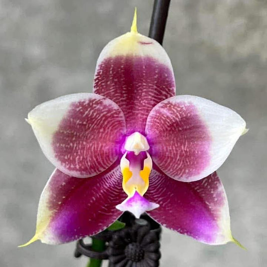 Phalaenopsis Mituo Purple Oriole 'Lotus'