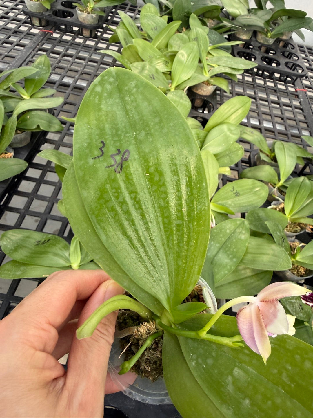 Phalaenopsis Mituo Purple Oriole 'Fireworks'