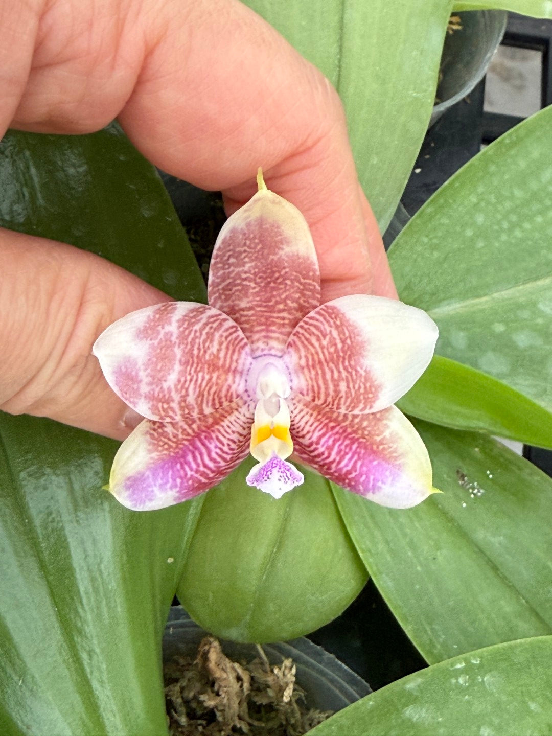 Phalaenopsis Mituo Purple Oriole 'Fireworks'