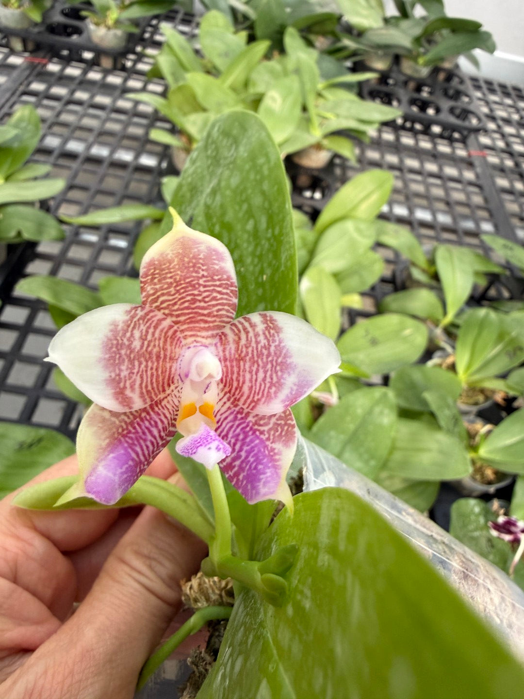 Phalaenopsis Mituo Purple Oriole 'Fireworks'