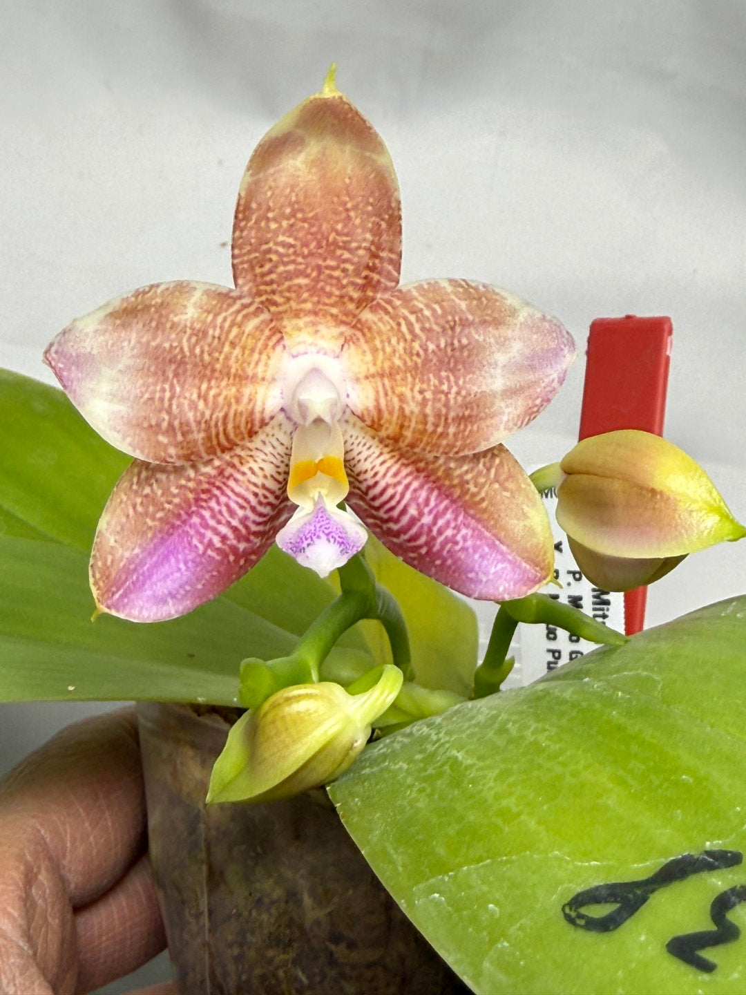 Phalaenopsis Mituo Purple Oriole 'Fireworks' 260708 Flowering