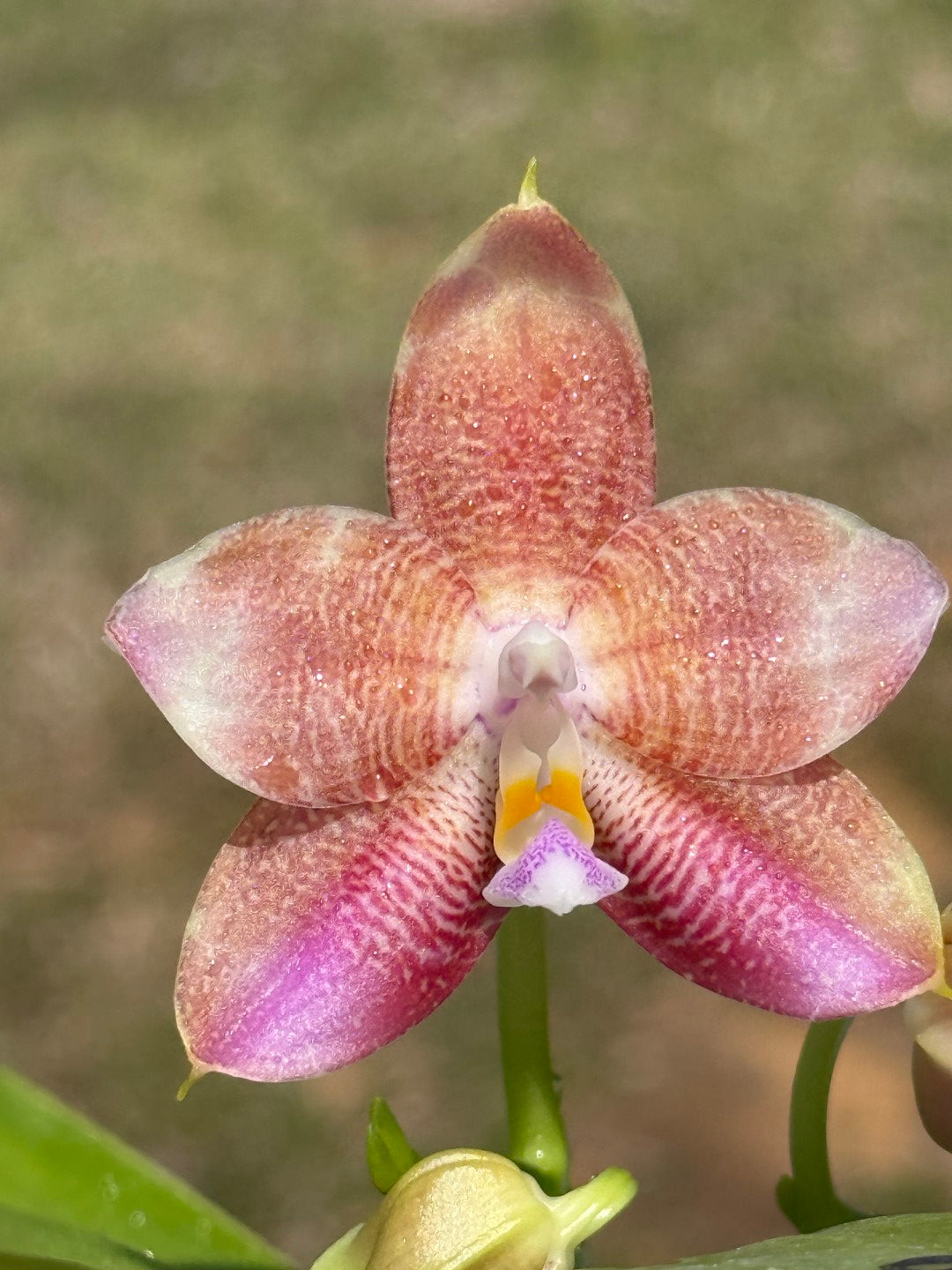 Phalaenopsis Mituo Purple Oriole 'Fireworks' 260708 Flowering