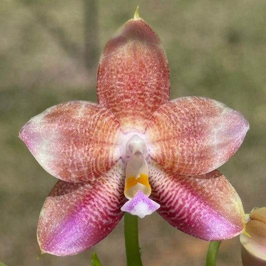 Phalaenopsis Mituo Purple Oriole 'Fireworks' 260318 Flowering