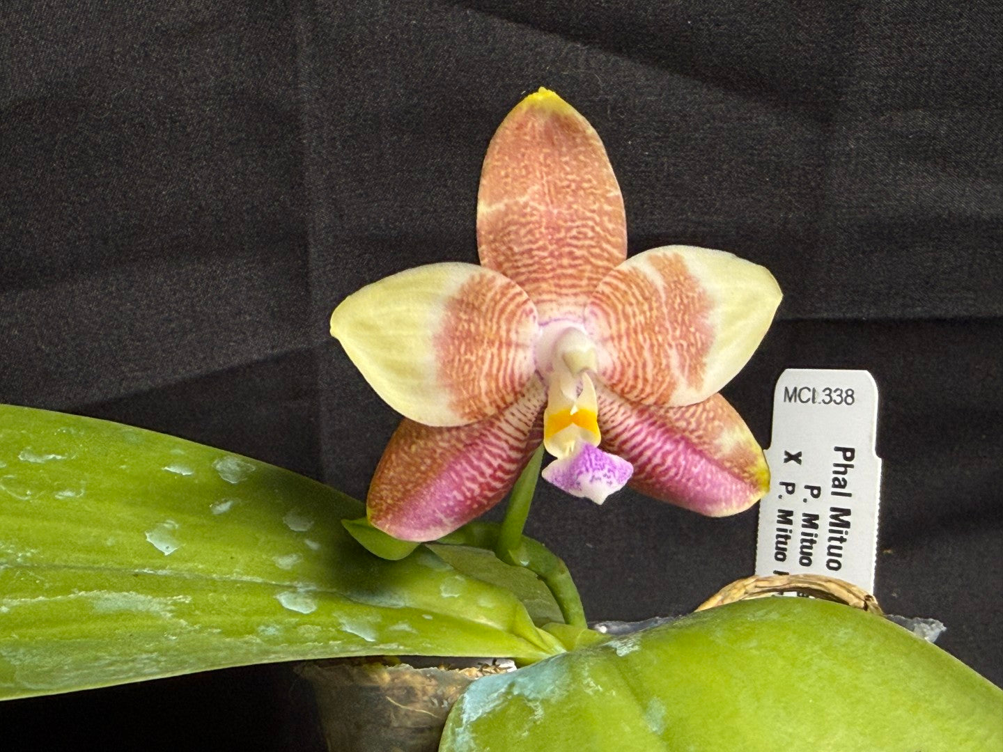 Phalaenopsis Mituo Purple Oriole 'Fireworks' 260708 Flowering