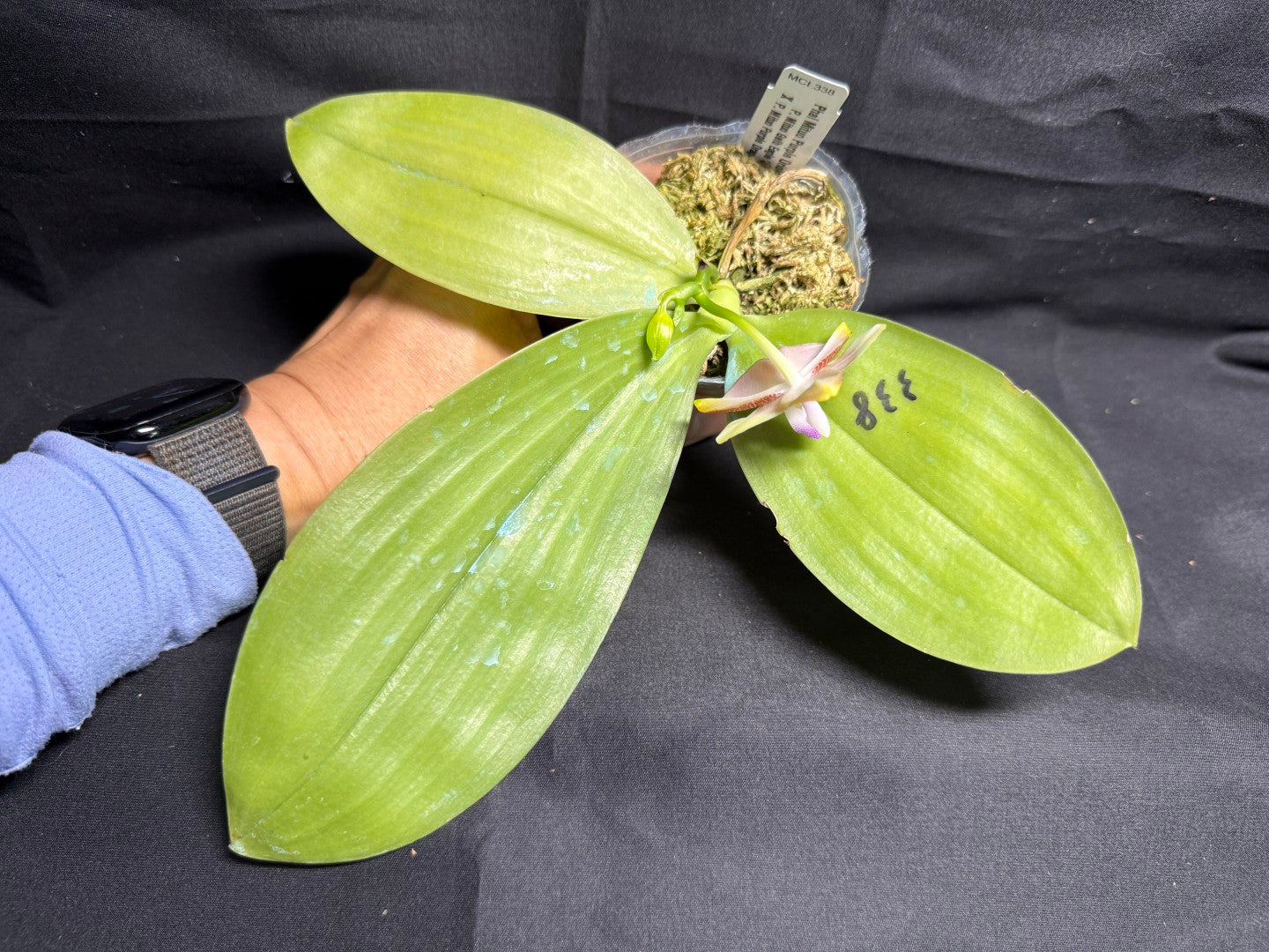 Phalaenopsis Mituo Purple Oriole 'Fireworks' 260708 Flowering