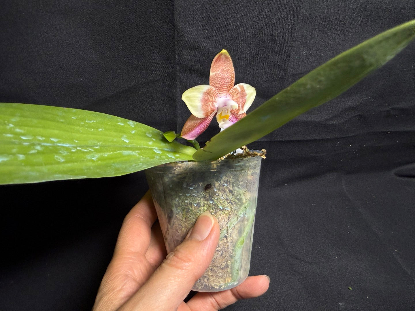 Phalaenopsis Mituo Purple Oriole 'Fireworks' 260708 Flowering