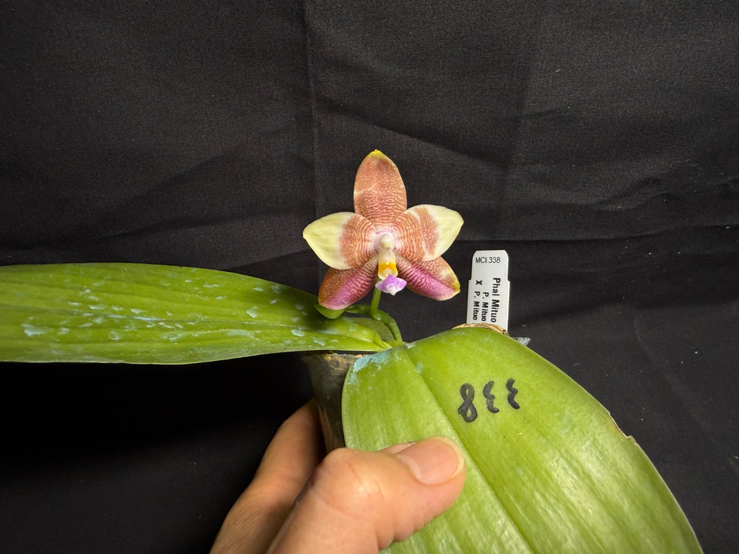 Phalaenopsis Mituo Purple Oriole 'Fireworks' 260708 Flowering