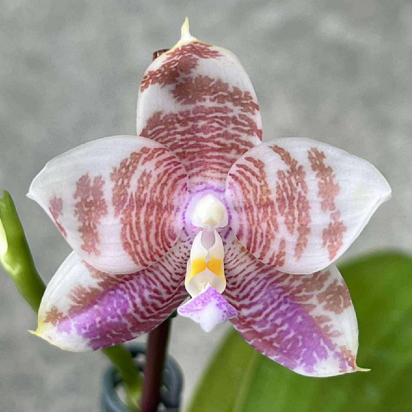 Phalaenopsis Mituo Purple Oriole 'Fireworks'