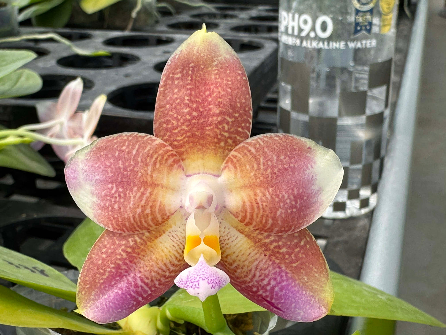 Phalaenopsis Mituo Purple Oriole 'Fireworks' 260708 Flowering