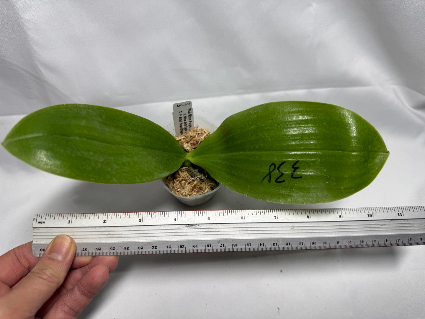 Phalaenopsis Mituo Purple Oriole 'Fireworks'