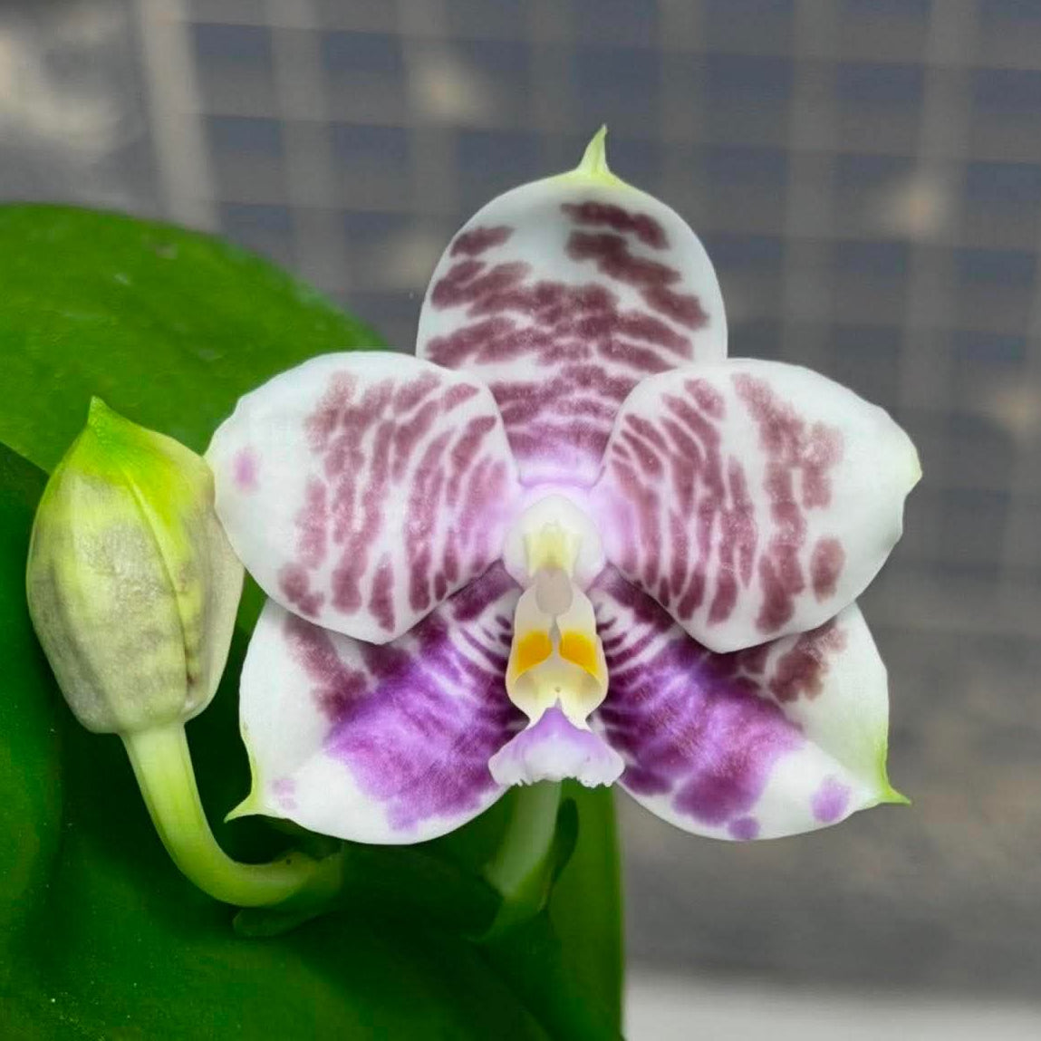 A close-up of a white orchid flower with purple and magenta spots, a yellow center, and a green bud on a leaf, with a blurred tiled background.