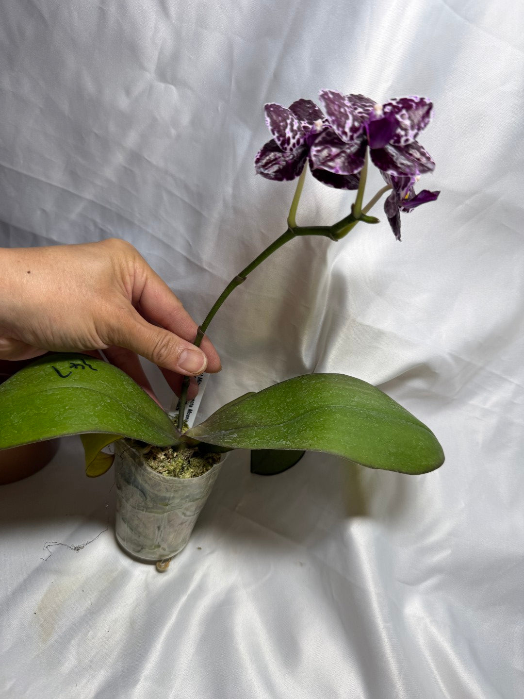 Phalaenopsis Mituo Magenta Mosaic 'Black Moth' 260811 Flowering