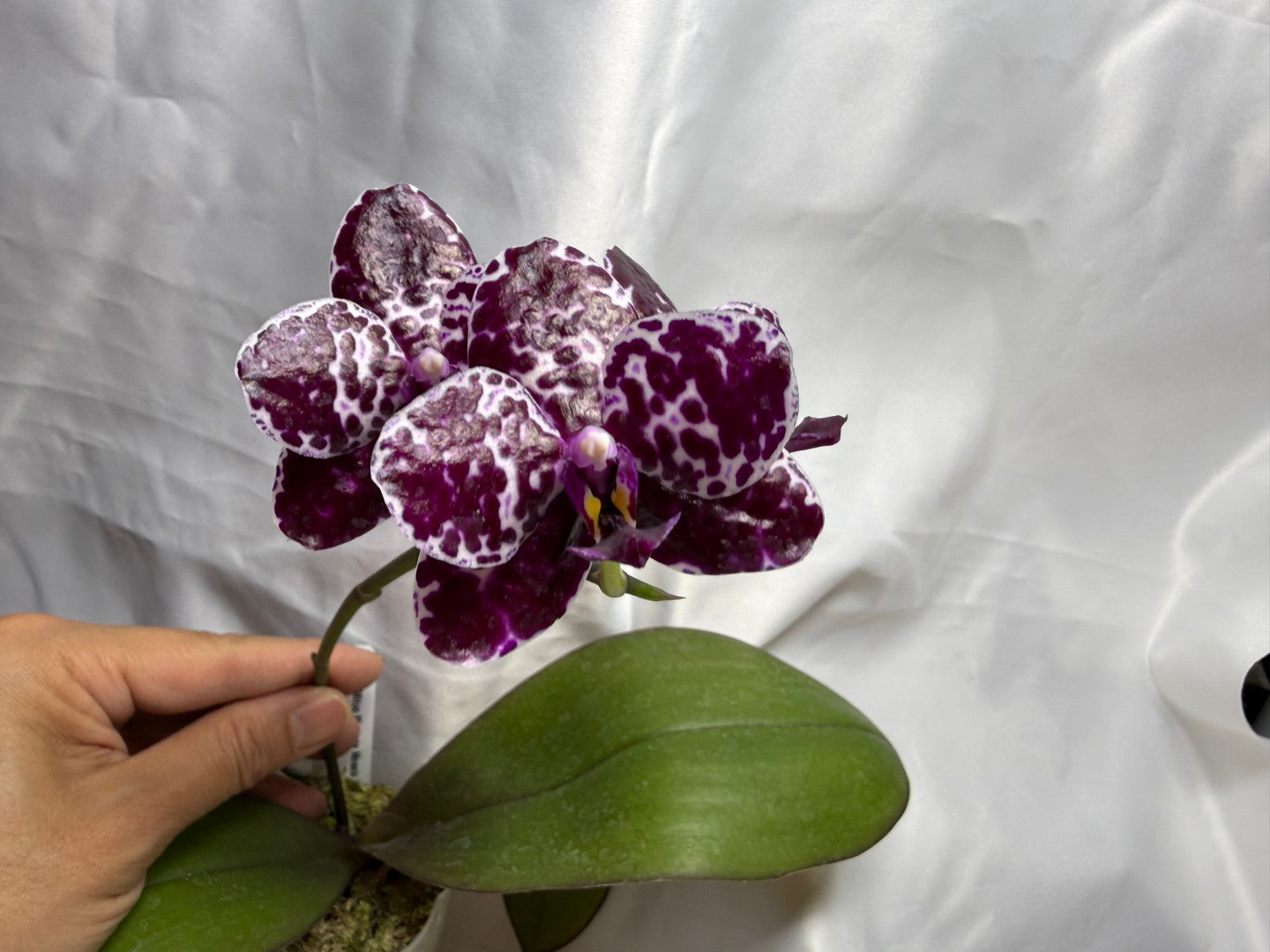 Phalaenopsis Mituo Magenta Mosaic 'Black Moth' 260811 Flowering