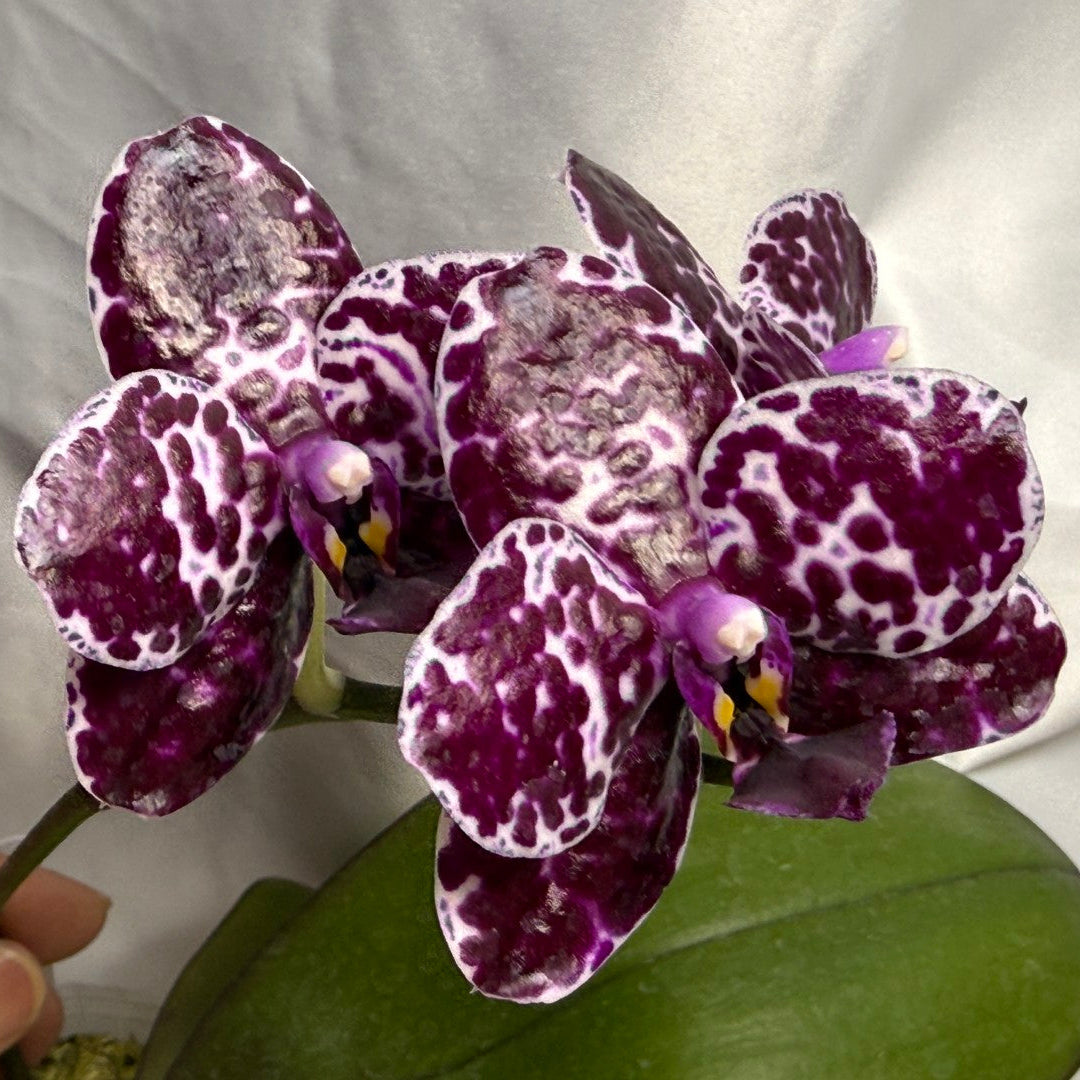 A close-up of a purple and white mottled Phalaenopsis orchid flower with a green leaf, held by a hand against a white fabric background.