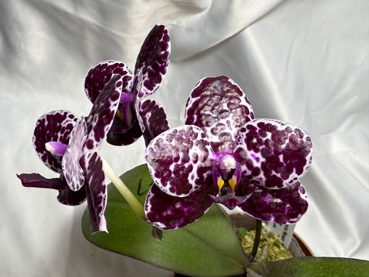 Phalaenopsis Mituo Magenta Mosaic 'Black Moth' 260811 Flowering