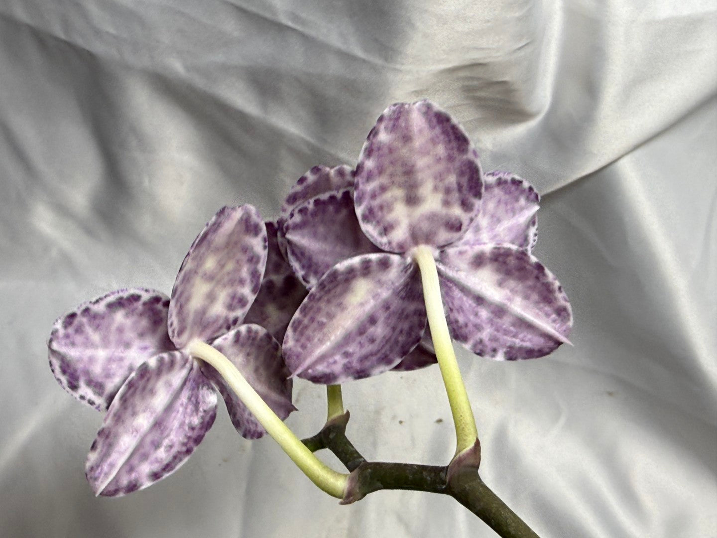 Phalaenopsis Mituo Magenta Mosaic 'Black Moth' 260811 Flowering