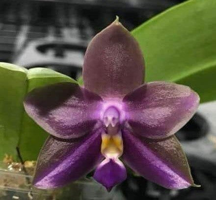 Phalaenopsis Zheng Min Formosa '370-2'