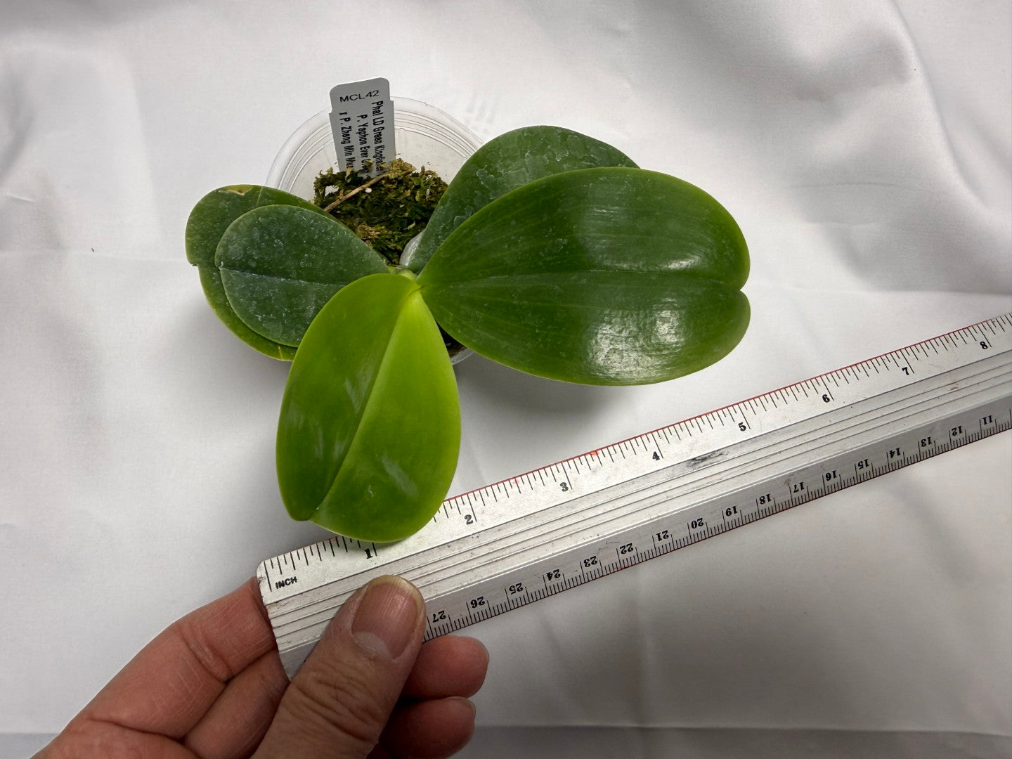 Phalaenopsis LD Green Kingfisher ‘Mituo’