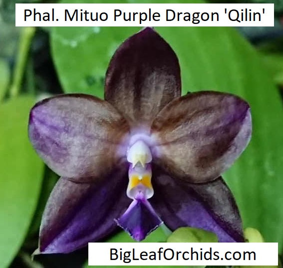 Phalaenopsis Mituo Purple Dragon 'Qilin'