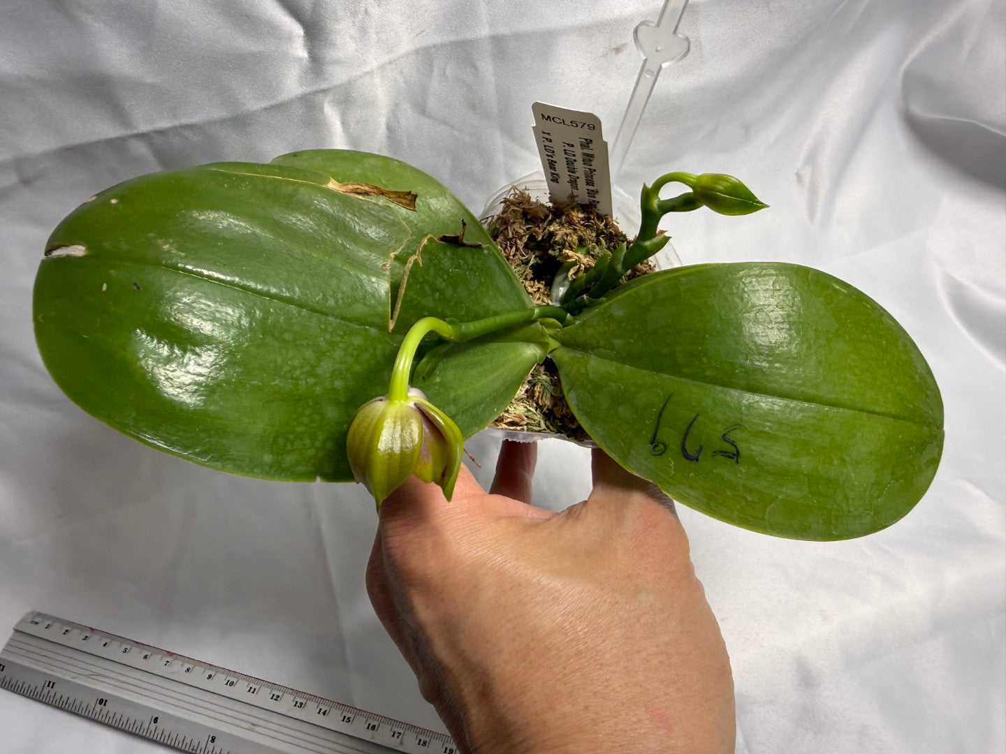 Phalaenopsis Mituo Princess 'Blue Ring' 260529 Flowering 2 spikes