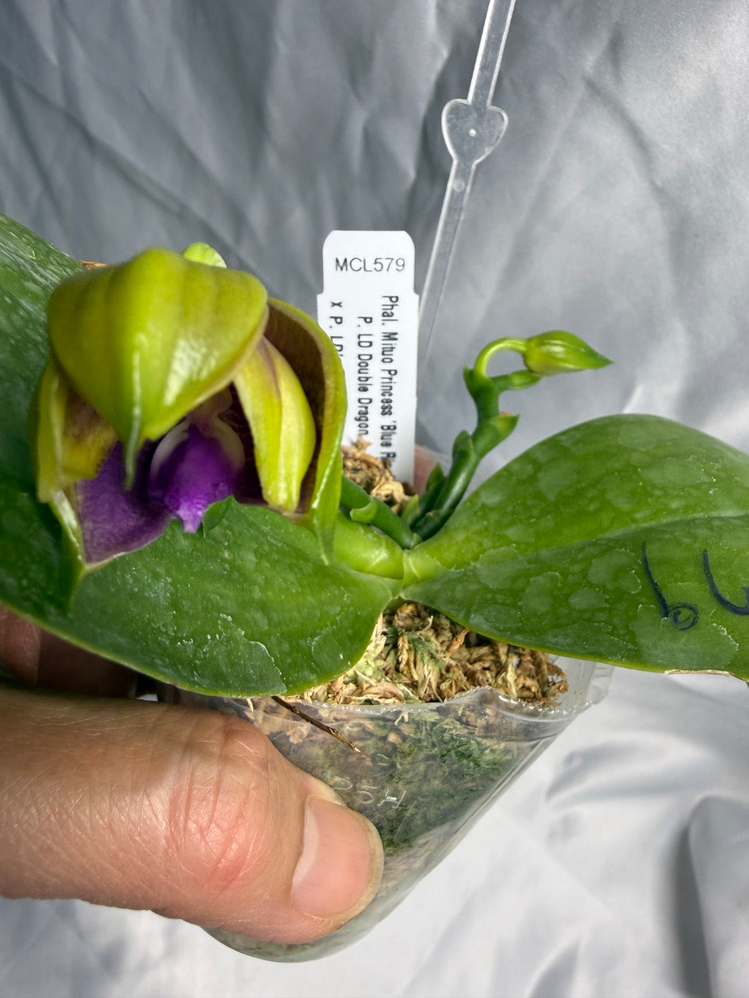 Phalaenopsis Mituo Princess 'Blue Ring' 260529 Flowering 2 spikes