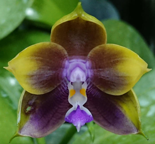 Phalaenopsis Mituo Princess 'Blue Ring'
