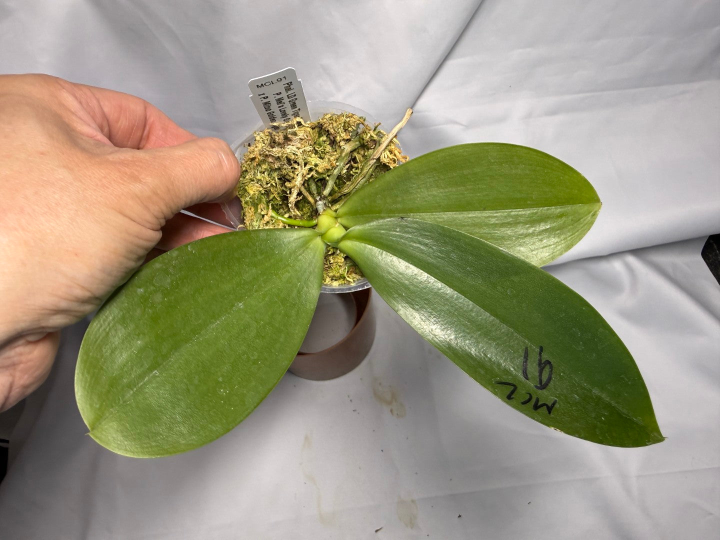 Phalaenopsis LD Green Tiger 'Amber 260611 Spiking