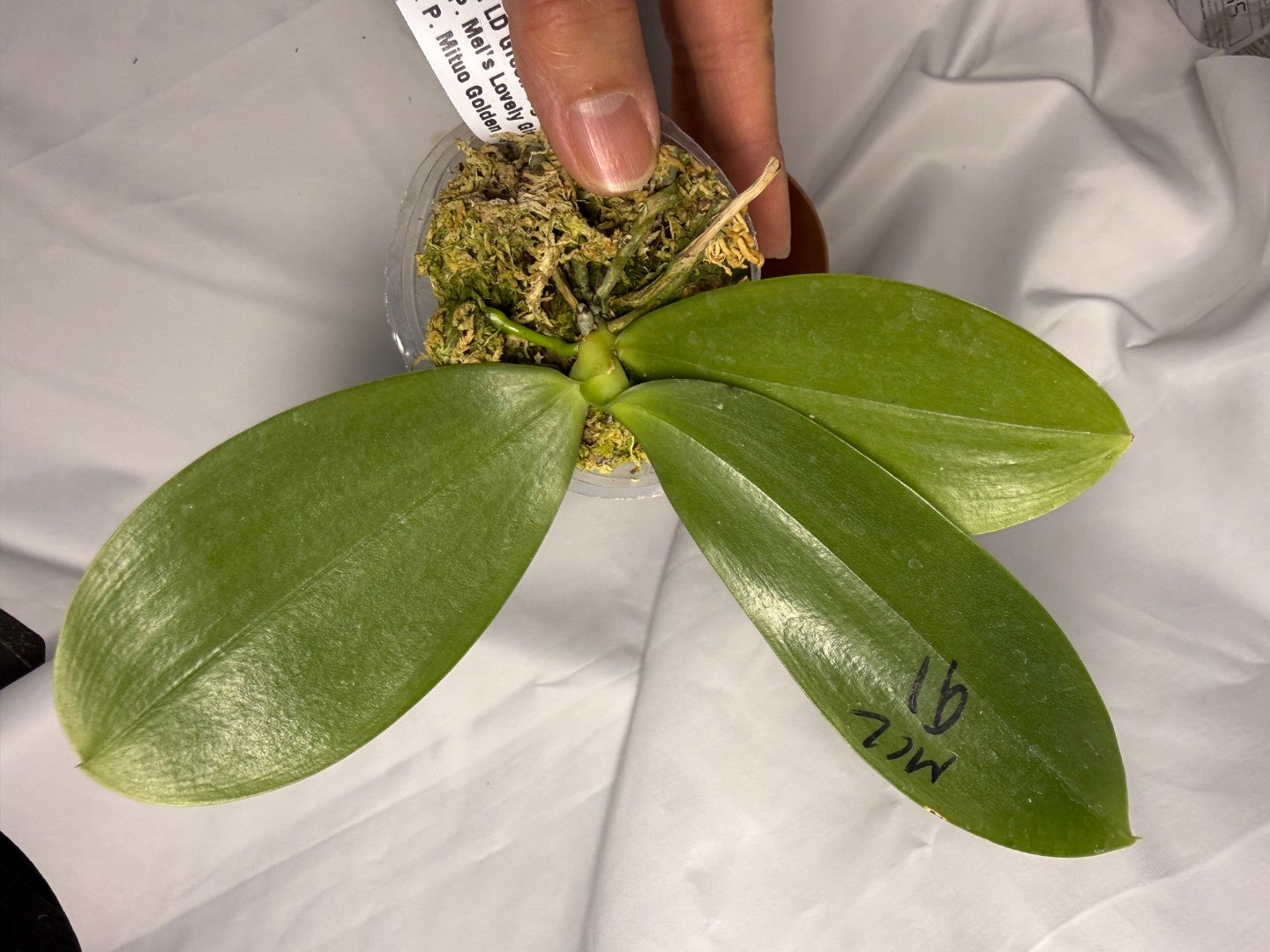 Phalaenopsis LD Green Tiger 'Amber 260611 Spiking