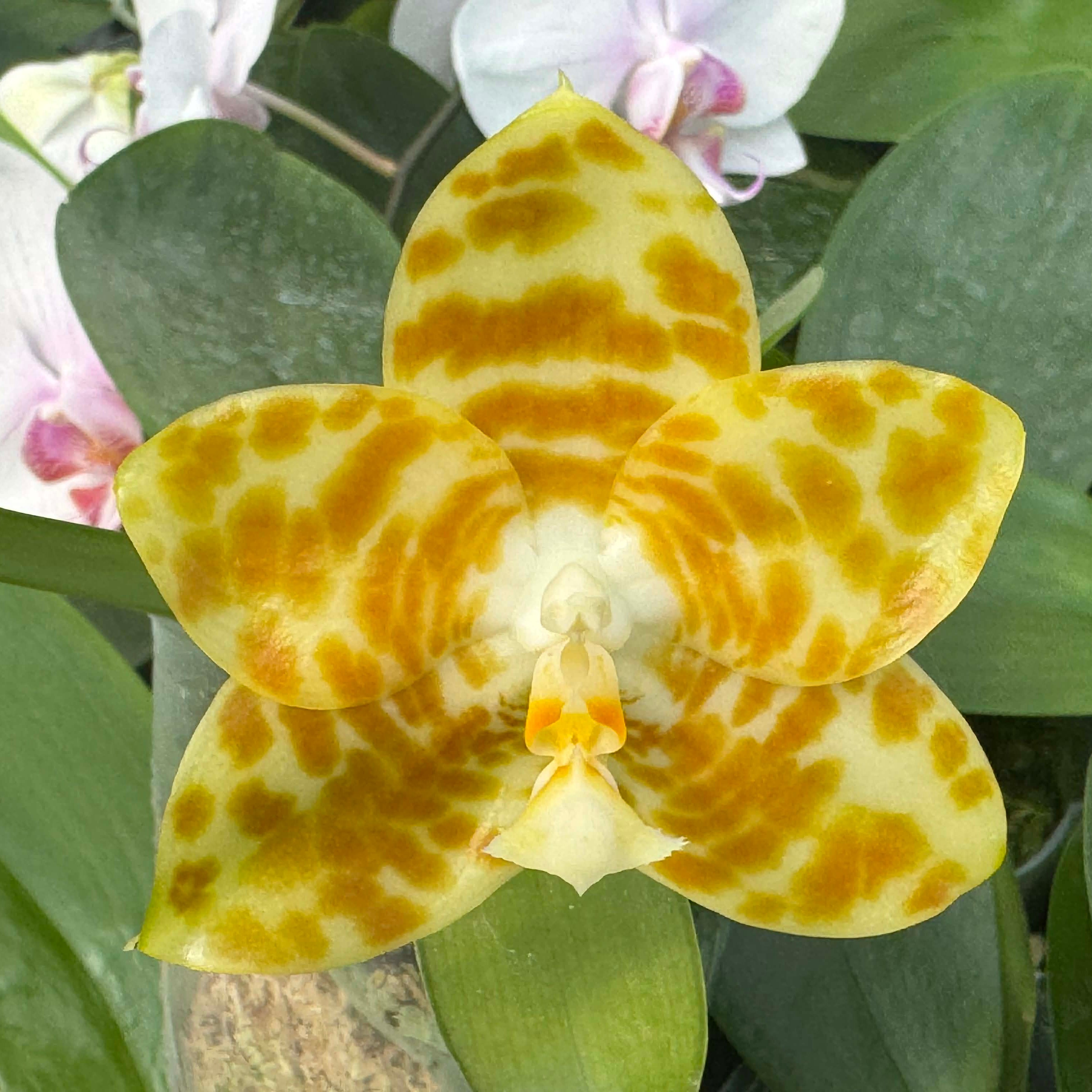 Phalaenopsis in spike – Big Leaf Orchids