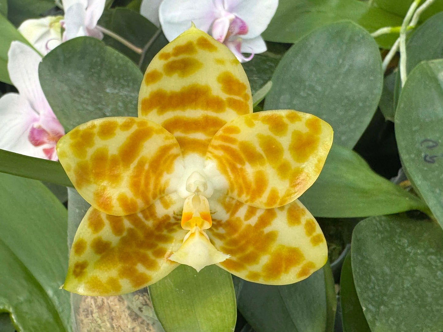 Phalaenopsis LD Green Tiger 'Amber