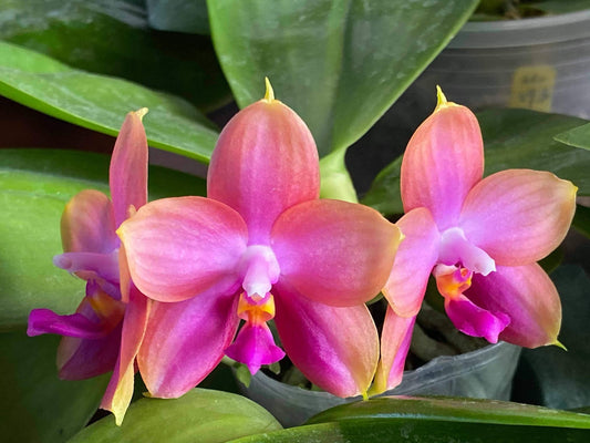 Phalaenopsis Mituo Gelb Eagle 'Rainbow'