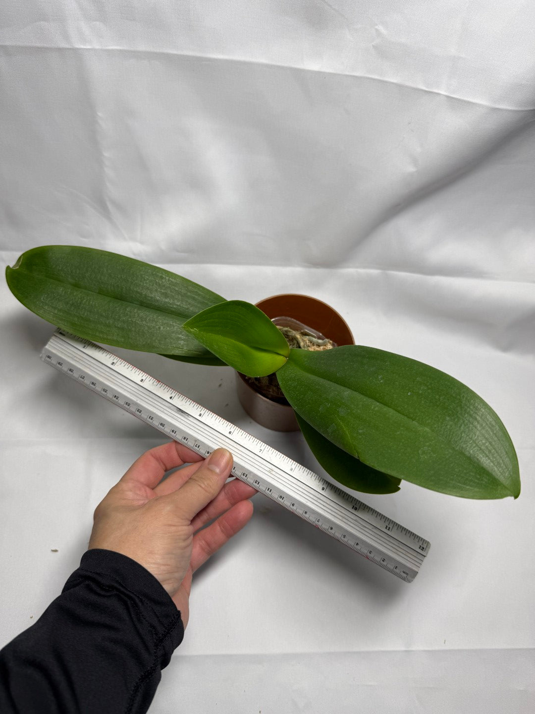 Phalaenopsis Ben Yu Panda 'Rainbow'