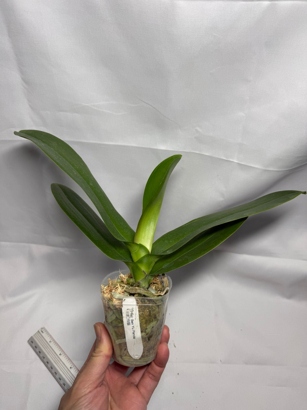 Phalaenopsis Ben Yu Panda 'Rainbow'