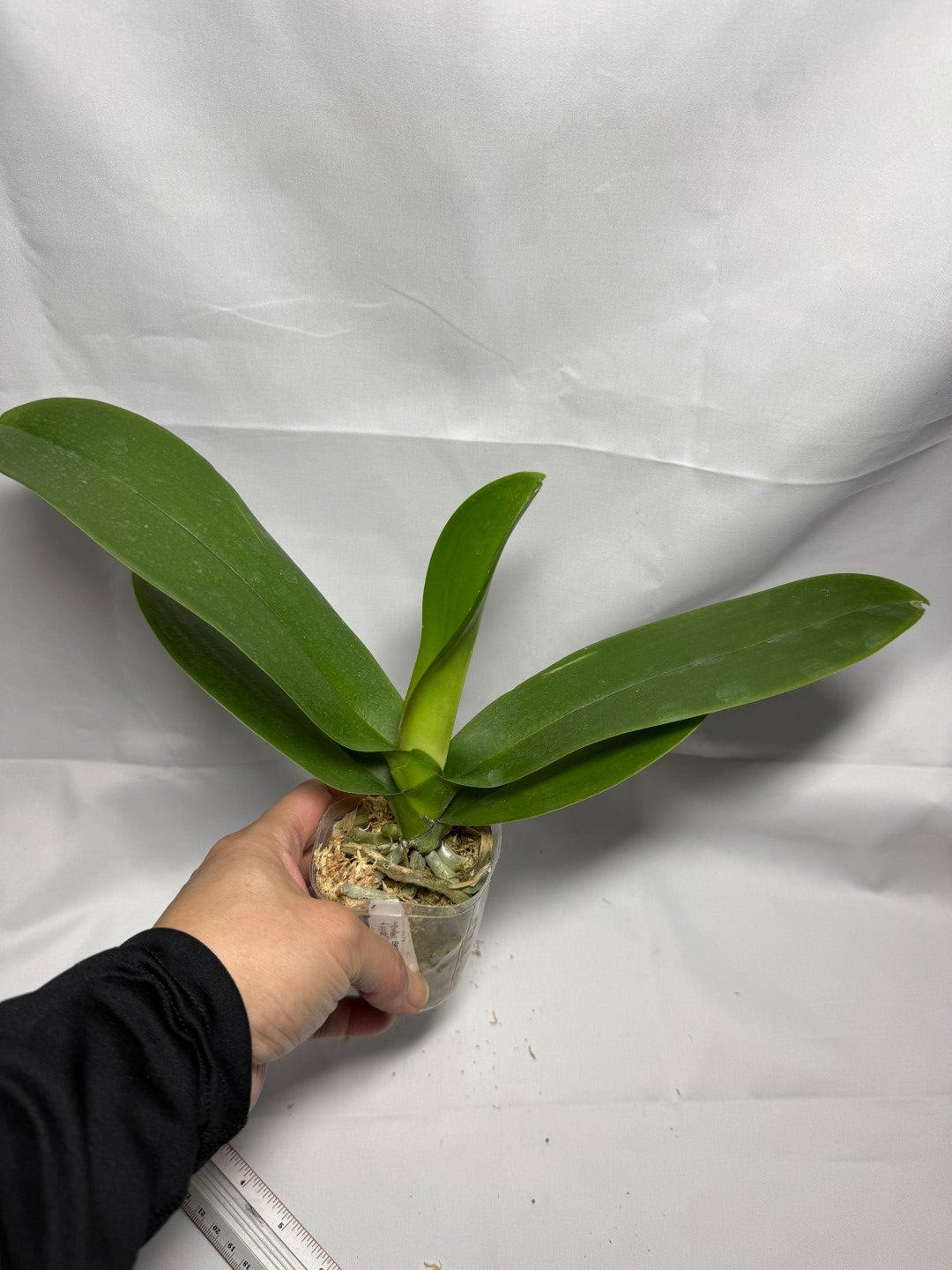 Phalaenopsis Ben Yu Panda 'Rainbow'