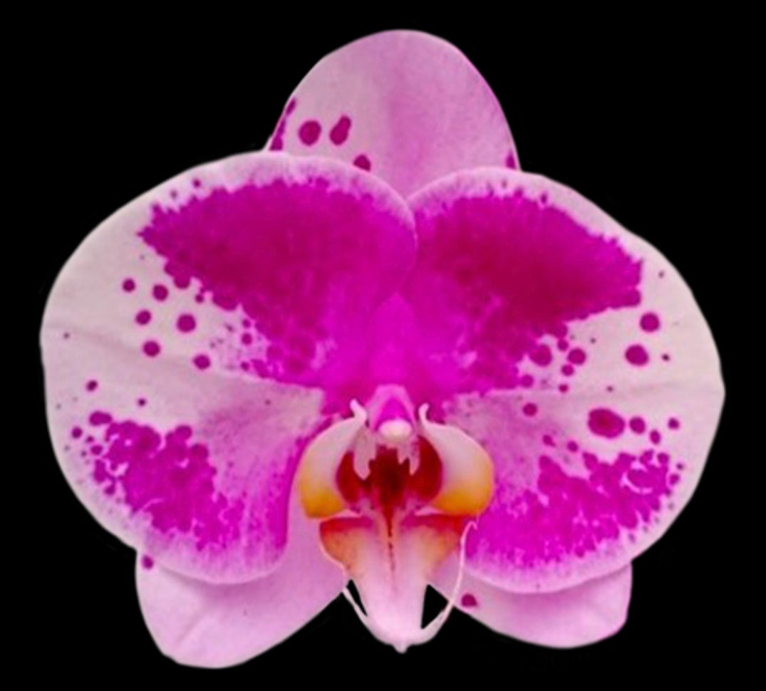 Phalaenopsis Ben Yu Panda 'Rainbow'
